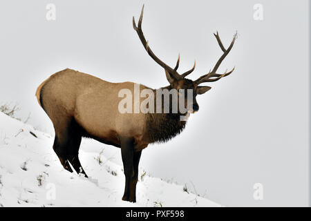 Eine große Bull elk (Cervus elaphus); stehend auf einem schneebedeckten Hang in ländlichen Alberta, Kanada. Stockfoto