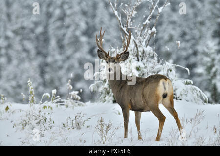 Ein reifer Mann Hirsch "Odocoileus hemionus'; stehend zurück in die frisch fallendem Schnee in ländlichen Alberta Kanada suchen. Stockfoto