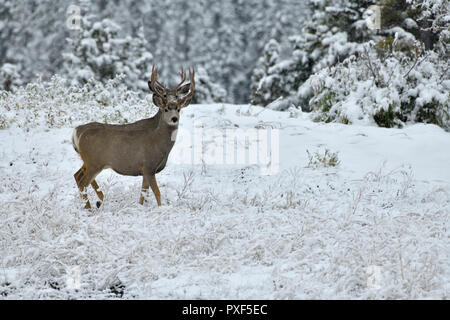 Zwei Rehe Dollars" Odocoileus hemionus', einer hinter dem anderen durch die Geweihe auf der Kante der Lebensraum Wald im w Stockfoto