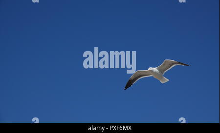 Möwen fliegen gegen klar blauen Himmel Stockfoto