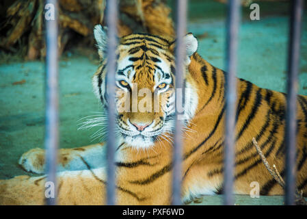 Der Tiger im Käfig im Zoo durch die Bars. Stockfoto