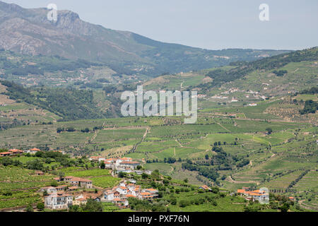 Muster der Reben in den Weinbergen im Alto Douro Port Wine Region von Portugal im Sommer in der Nähe von Peso Da Regua Stockfoto