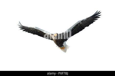 Steller's Sea Eagle auf der Flucht. Die Erwachsenen Steller Seeadler. Wissenschaftlicher Name: Haliaeetus pelagicus. Auf weissem Hintergrund. Stockfoto