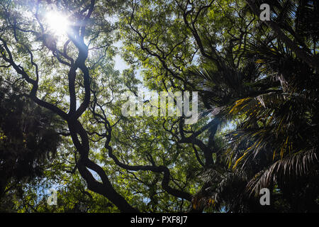 Nach oben am Baum Zweige und Blätter an einem sonnigen Tag im Botanischen Garten von Lissabon, Portugal. Stockfoto