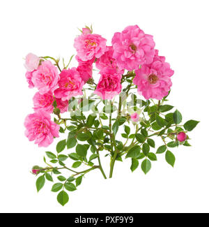 Zwei Zweige mit kleinen rosa Rosen auf weißem Hintergrund. Stockfoto