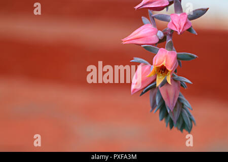 Geschlossen bis Bündel von Rosa und Lila Blüten mit unscharfen Orange Farbe Wand im Hintergrund Stockfoto