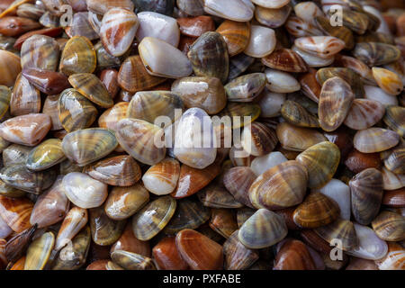 Frische Emaille venus Shell (Meretrix lyrata) Stockfoto