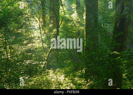 Komorebi (Sonnenlicht filtert durch die Bäume) Stockfoto