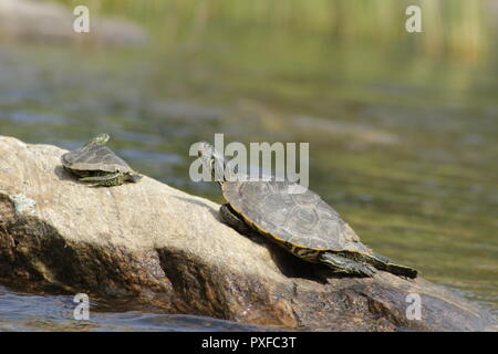 Northern Karte turtle (Graptemys geographica) in Ontario sonnt Stockfoto