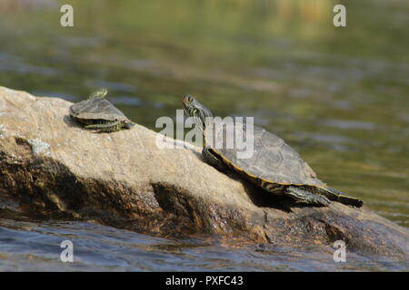 Northern Karte turtle (Graptemys geographica) in Ontario sonnt Stockfoto