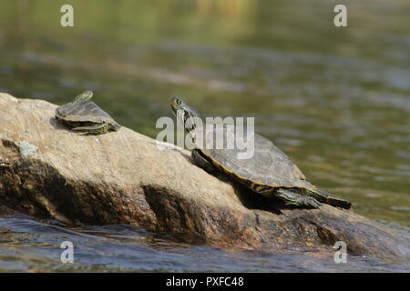 Northern Karte turtle (Graptemys geographica) in Ontario sonnt Stockfoto