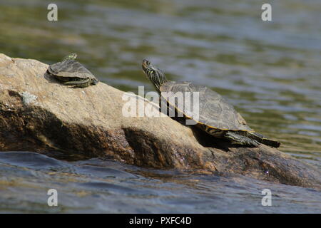 Northern Karte turtle (Graptemys geographica) in Ontario sonnt Stockfoto