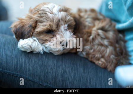 Havaneser Welpen sitzen auf dem Schoß einer Frau. Niedrige deph des Feldes. Stockfoto