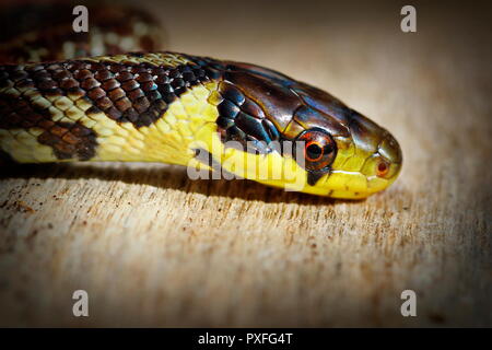 Schöne Portrait von Äskulapnatter (Zamenis longissimus, farbenfrohe Kinder) Stockfoto