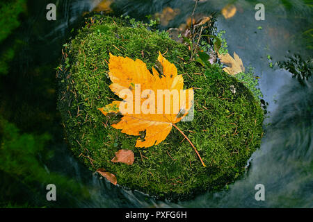 Herbst Fluss. Tod gelb maple leaf auf bemoosten Stein in kaltem Wasser von mountain river, erste Blätter im Herbst Stockfoto