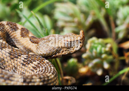 Nahaufnahme der schönen und gefährlichen europäischen Nase horned Viper (Vipera ammodytes) Stockfoto