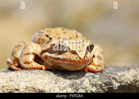 Nahaufnahme des Gemeinsamen europäischen Frosch stehend auf einem Stein (Rana temporaria) Stockfoto