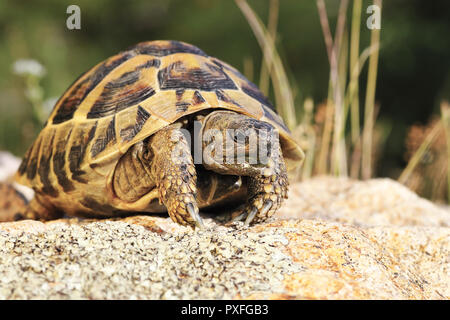 Gemeinsame turtoise im natürlichen Lebensraum (Testudo graeca) Stockfoto