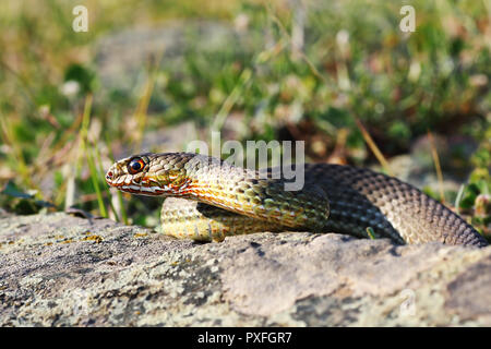 Nahaufnahme der östlichen Montpellier Schlange im natürlichen Lebensraum (Malpolon insignitus) Stockfoto