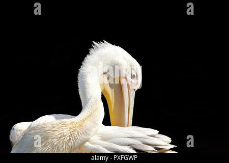 Große Rohrdommel Reinigung seine Federn (Pelecanus onocrotalus Hochformat) Stockfoto
