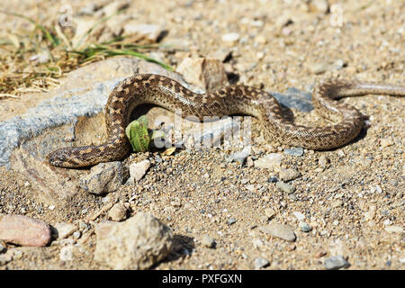Javelin Sand boa Sonnenbaden auf den Boden, wild Reptile im natürlichen Lebensraum (Eryx jaculus) Stockfoto