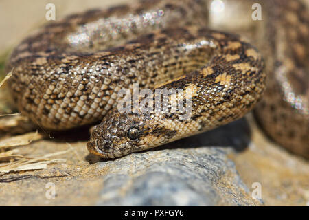 Javelin Sand boa Porträt, jugendlich (Eryx jaculus) Stockfoto