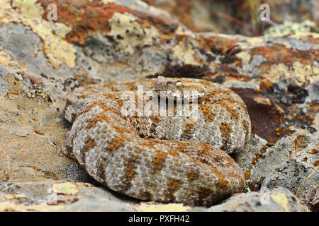 Seltenste Schlange aus Europa, die Milos-viper (Macrovipera lebetina Wegen, als kritisch auf der Roten Liste der IUCN vom Aussterben bedroht). Stockfoto