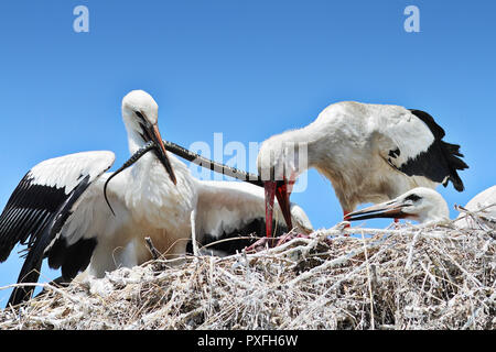 Stork Fütterung Küken mit Dice snake (Ciconia ciconia); dies ist ein seltener Moment mit natürlichen Verhalten im Nest Stockfoto