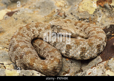 Die schönen und gefährlichen Milos Viper (Macrovipera lebetina Wegen, auf der Roten Liste der IUCN vom Aussterben bedroht). Stockfoto