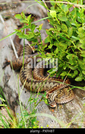 Zwei gemeinsame europäische Vipern zusammen mit Sonnenbaden auf einem Baumstumpf (Vipera berus) Stockfoto