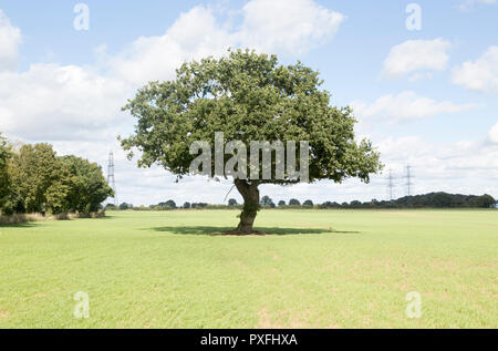 Single einsame Eiche steht im Feld "High noon Sommer Sonnenschein, Snape, Suffolk, England, Großbritannien Stockfoto