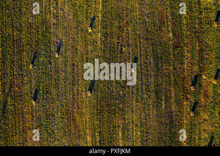 Antenne drone Blick auf ein grünes Feld mit runden Heuballen, getrocknete Heu Ballen, Futtermittel für Nutztiere Stockfoto