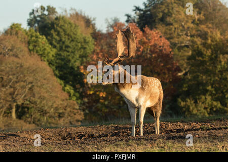 Damhirsch Stockfoto