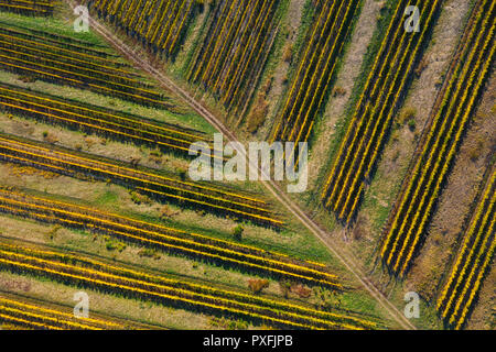 Antenne drone Bild von einem Weinberg in Gelb, am späten Nachmittag Leuchten Stockfoto