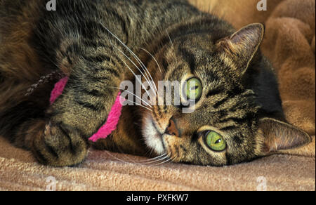 Ein erwachsener reinrassige weibliche Katze, riesige grüne Augen und gestreifte Farbe, braun Farben mit Schwarz, liegend auf einem hellen Beige Wolldecke und umarmen Rosa rund um Spielzeug, Stockfoto