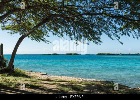 Divi-divi Baum mit Blick auf das türkisfarbene Meer in Aruba. Stockfoto