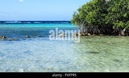 Wellen über Korallenriffe am flachen Strand brechen in Aruba. Stockfoto