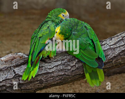 Paar Gelbe schulterte Amazonen (amazon Barbadensis) Stockfoto