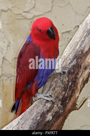 Edelpapagei (Eclectus Roratus) weiblich Stockfoto