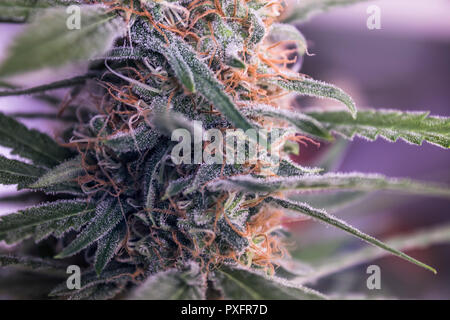 Makro auf blühenden Cannabispflanze Stockfoto