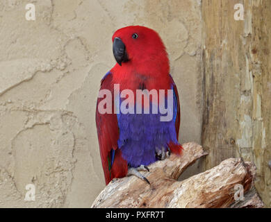 Edelpapagei (Eclectus Roratus) weiblich Stockfoto