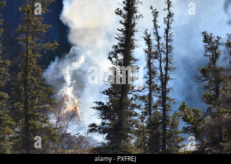 Ein Feuer im Wald im Jasper National Park, Alberta, Kanada Stockfoto