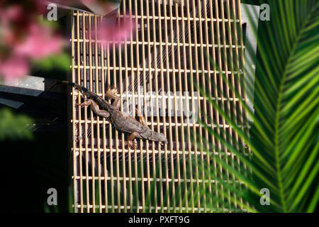 Ansicht der Leguan unter Sonne von Riverside in Florida, USA Stockfoto