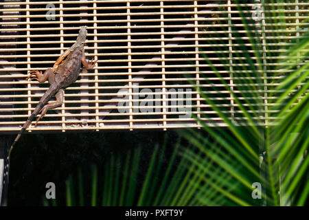 Ansicht der Leguan unter Sonne von Riverside in Florida, USA Stockfoto