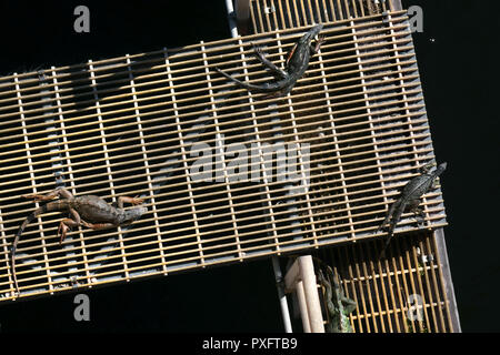 Ansicht der Gruppe der Leguan unter Sonne von Riverside in Florida, USA Stockfoto