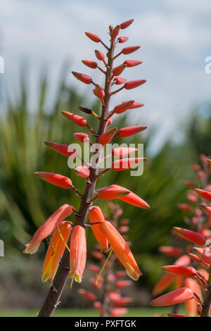 Aloe Aloe plicatilis (Ventilator) Blütenstand mit flachen konzentrieren sich nur auf die Blume und der Rest weich. Stockfoto