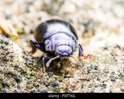 Chrysolina Coerulans Blau Mint Leaf käfer insekt Makro Stockfoto