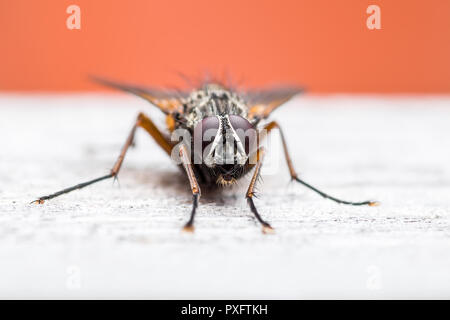 Diptera Fleisch Insekt auf Holz Fliegen Stockfoto