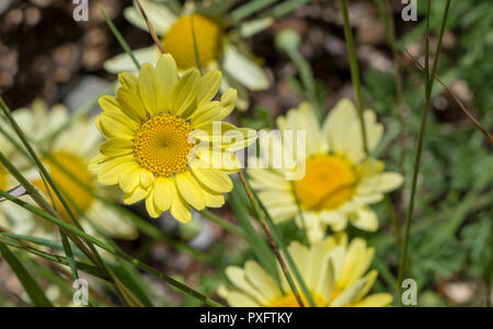 Anthemis Dolmetsch 'E.C. Buxton' Blumen, kleine gelbe Blumen auch allgemein bekannt als cota Dolmetsch, Golden marguerite, gelb Kamille, oxeye chamo Stockfoto