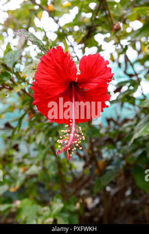 Schöne rote Hibiscusblüte in einem tropischen Garten, Cairns, Far North Queensland, FNQ, QLD, Australien Stockfoto